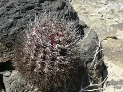 Cactus (Pyrrhocactus confinis)