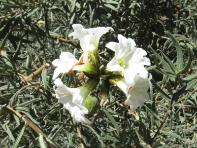 Carbonillo (Cordia decandra)