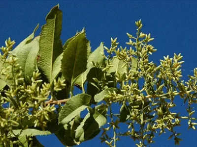 Huañil (Proustia ilicifolia)