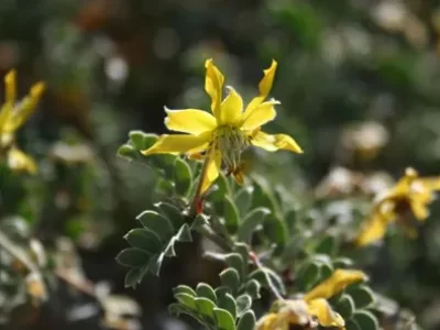 Pintoa (Pintoa chilensis)